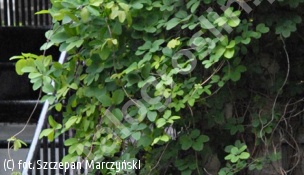 akebia pięciolistkowa - Akebia quinata 