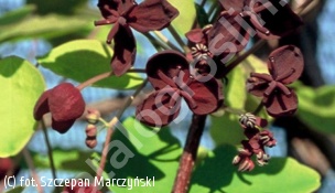 akebia trójlistkowa - Akebia trifoliata 