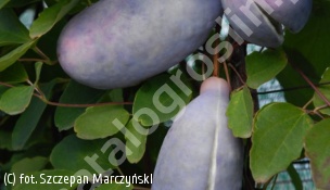 akebia trójlistkowa - Akebia trifoliata 