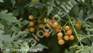 winnik tojadowaty - Ampelopsis aconitifolia 