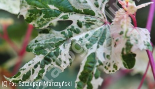 winnik zmienny 'Elegans' - Ampelopsis glandulosa 'Elegans' 