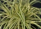 turzyca oszimska 'Evergold' - Carex oshimensis 'Evergold' 