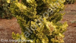 cyprysik tępołuskowy 'Marian' - Chamaecyparis obtusa 'Marian' 