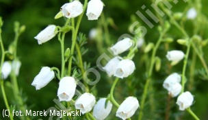 dabecja kantabryjska forma biała - Daboecia cantabrica f.alba 
