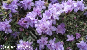 azalia  'Amethyst' - Rhododendron 'Amethyst' 
