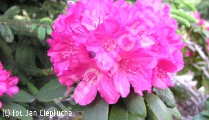 różanecznik 'Astrid' - Rhododendron 'Astrid' 