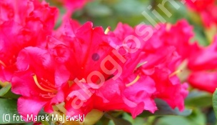 różanecznik 'Bad Eilsen' - Rhododendron 'Bad Eilsen' 