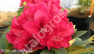 różanecznik 'Brisanz' - Rhododendron 'Brisanz' 