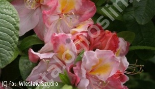 azalia 'Cecile' - Rhododendron 'Cecile' 