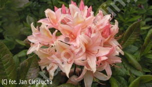 azalia 'Chanel' - Rhododendron 'Chanel' 