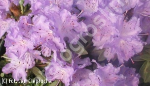 różanecznik 'Coralium' - Rhododendron 'Coralium' 