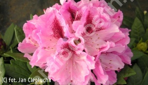 różanecznik 'Cosmopolitan' - Rhododendron 'Cosmopolitan' 