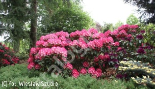 różanecznik 'Fantastica' - Rhododendron 'Fantastica' 