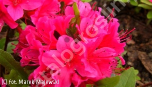 azalia GEISHA RED 'Kazuko' - Rhododendron GEISHA RED 'Kazuko' 