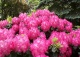 różanecznik 'Germania' - Rhododendron 'Germania' 