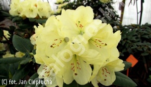 różanecznik GOLDINETTA 'Hachgold' - Rhododendron GOLDINETTA 'Hachgold' 