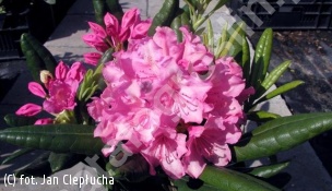 różanecznik 'Haaga' - Rhododendron 'Haaga' 