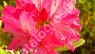różanecznik 'Hellikki' - Rhododendron 'Hellikki' 