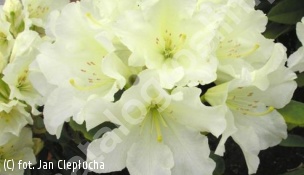różanecznik 'Hong Kong' - Rhododendron 'Hong Kong' 