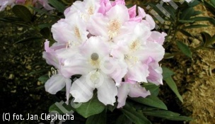 różanecznik 'Hoppy' - Rhododendron 'Hoppy' 