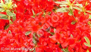azalia  'Hot Shot Variegata' - Rhododendron 'Hot Shot Variegata' 