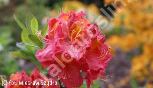 azalia 'Juanita' - Rhododendron 'Juanita' 