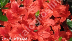 azalia JULIETTE 'Hachjuli' - Rhododendron JULIETTE 'Hachjuli' 