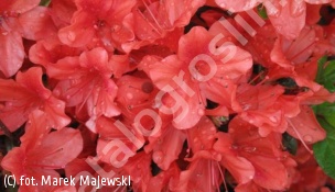 azalia JULIETTE 'Hachjuli' - Rhododendron JULIETTE 'Hachjuli' 