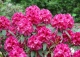 różanecznik 'Mieszko I' - Rhododendron 'Mieszko I' PBR