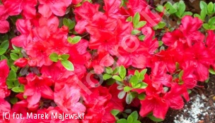 azalia MUTTERTAG 'Moederkensdag' - Rhododendron MUTTERTAG 'Moederkensdag' 