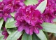 różanecznik 'Polarnacht' - Rhododendron 'Polarnacht' 