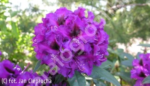 różanecznik 'Purple Splendour' - Rhododendron 'Purple Splendour' 