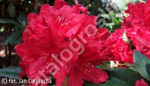 różanecznik 'Red Impulse' - Rhododendron 'Red Impulse' 