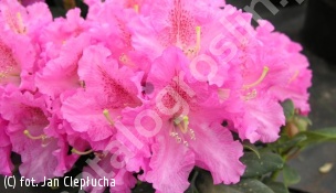różanecznik 'Rodrigo' - Rhododendron 'Rodrigo' 