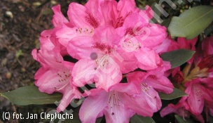 różanecznik 'Sneezy' - Rhododendron 'Sneezy' 