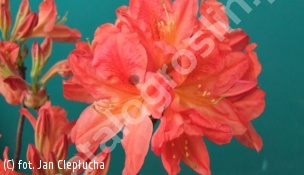 azalia 'Spek's Orange' - Rhododendron 'Spek's Orange' 