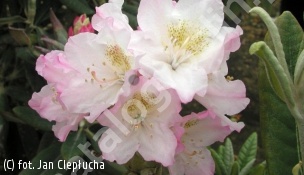 różanecznik 'St.Michel' - Rhododendron 'St Michel' 