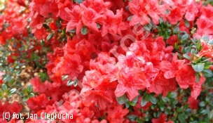 azalia 'Stewartstonian' - Rhododendron 'Stewartstonian' 