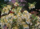 azalia 'Toucan' - Rhododendron 'Toucan' 