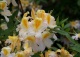 azalia 'Toucan' - Rhododendron 'Toucan' 