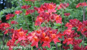 azalia 'Tunis' - Rhododendron 'Tunis' 
