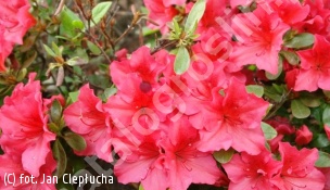 azalia 'Vuyk`s Scarlet' - Rhododendron 'Vuyk`s Scarlet' 