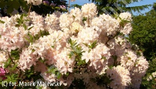 azalia White Lights - Rhododendron 'White Lights' 