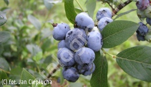 borówka wysoka 'Bluecrop' - Vaccinium corymbosum 'Bluecrop' 