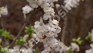 wawrzynek wilczełyko forma biała - Daphne mezereum f.alba 