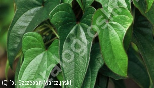 pochrzyn chiński - Dioscorea batatus 