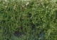 rdestówka bucharska - Fallopia baldschuanica 