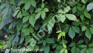 gynostemma - Gynostemma pentaphyllum 
