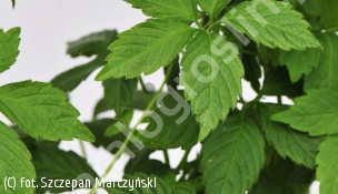 gynostemma - Gynostemma pentaphyllum 