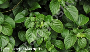 hortensja pnąca 'Cordifolia' - Hydrangea anomala 'Cordifolia' 
